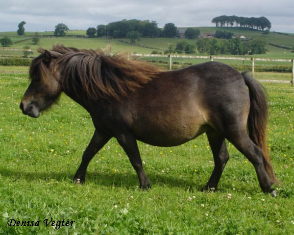 Ardanbeag Annabelle