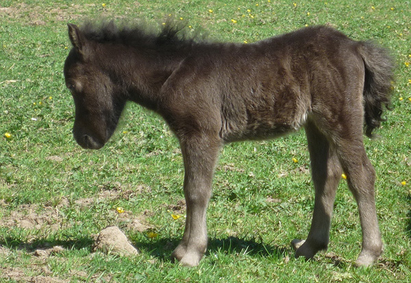 Ardanbeag Margarite