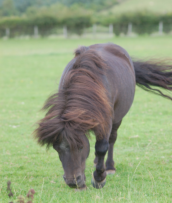 Athelney Elvis